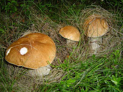 hríb smrekový Boletus edulis Bull.