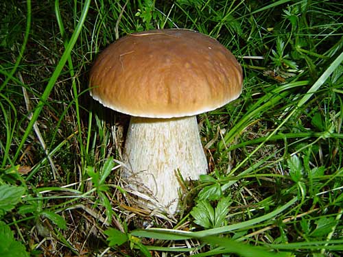 hríb smrekový Boletus edulis Bull.