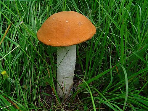 kozák osikový Leccinum albostipitatum den Bakker & Noordel.