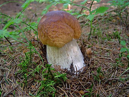 hríb smrekový Boletus edulis Bull.