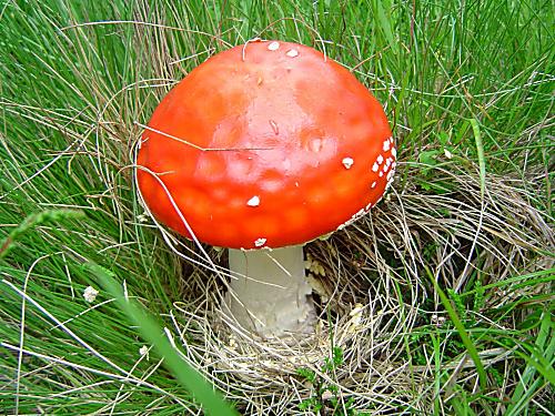 muchotrávka červená Amanita muscaria (L.) Lam.