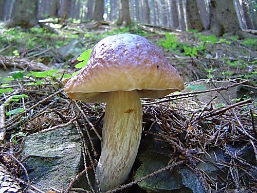 hríb smrekový Boletus edulis Bull.