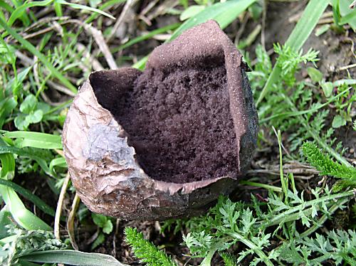 rozpadavec dlabaný Lycoperdon utriforme Bull.