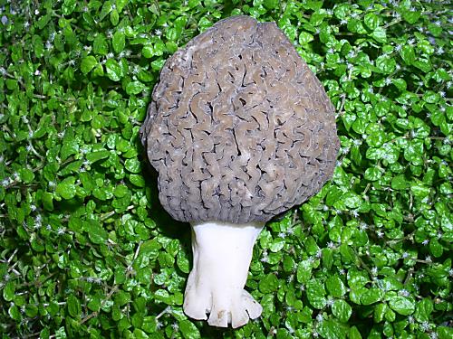 smrčok vysoký Morchella elata Fr.