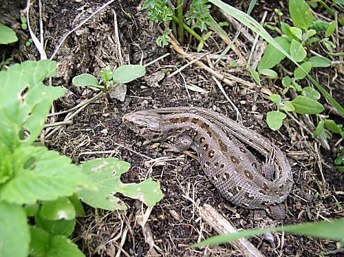 jašterica obyčajná Lacerta vivipara