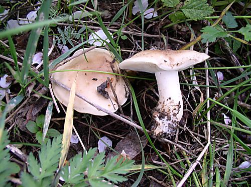 čírovnica májová Calocybe gambosa (Fr.) Donk