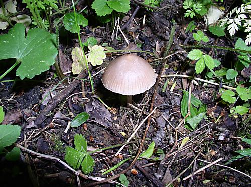 prilbička reďkvičková Mycena pura (Pers.) P. Kumm.
