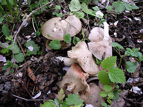 hodvábnica jarná Entoloma clypeatum (L.) P. Kumm.