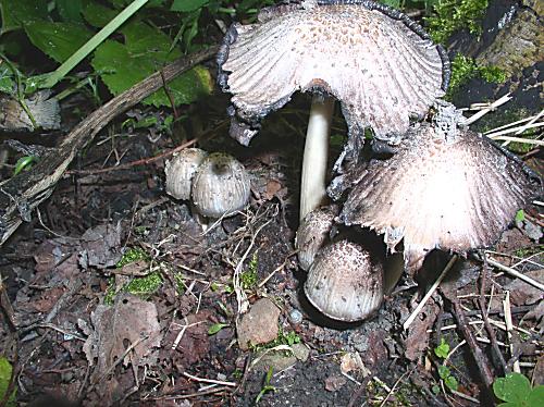 hnojník atramentový Coprinopsis atramentaria (Bull.) Redhead, Vilgalys & Moncalvo