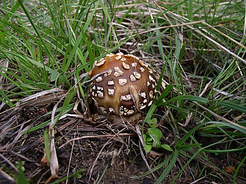 muchotrávka kráľovská Amanita regalis (Fr.) Michael