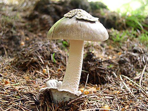 muchotrávka Amanita sp.