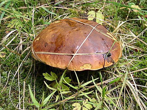 hríb zrnitohlúbikový Neoboletus luridiformis (Rostk.) G. Wu & Zhu L. Yang