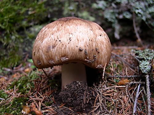 pečiarka langeho Agaricus langei (F.H. Møller) F.H. Møller
