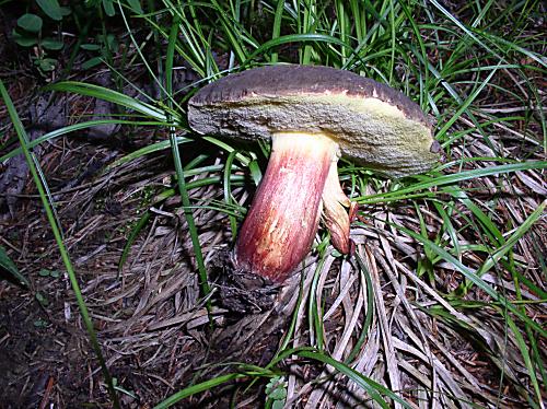 suchohríb žltomäsový Boletus xerocomus chrysenteron