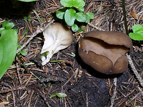 chriapač kalíškovitý Helvella acetabulum (L.) Quél.