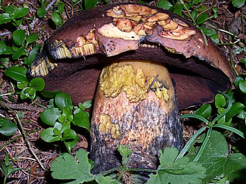 hríb zrnitohlúbikový Neoboletus luridiformis (Rostk.) G. Wu & Zhu L. Yang
