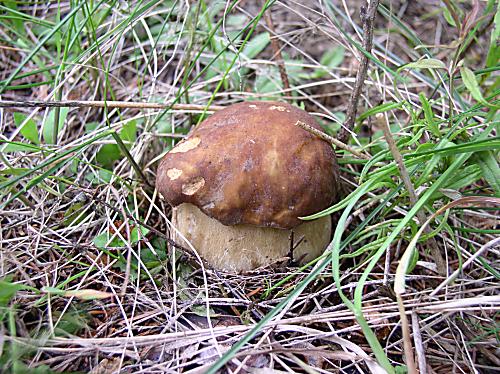 hríb sosnový Boletus pinophilus Pil. et Dermek in Pil.