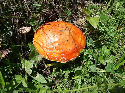 muchotrávka červená Amanita muscaria (L.) Lam.