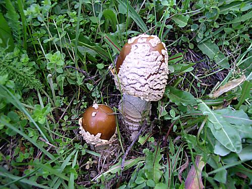 muchotrávka kráľovská Amanita regalis (Fr.) Michael