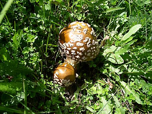 muchotrávka kráľovská Amanita regalis (Fr.) Michael
