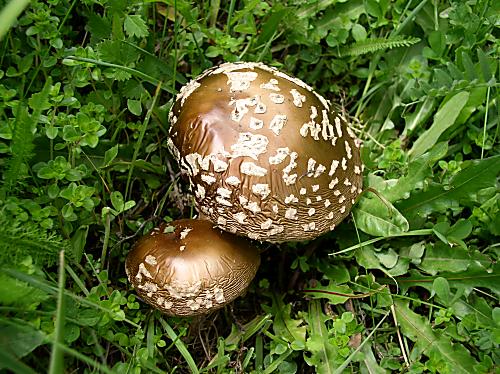 muchotrávka kráľovská Amanita regalis (Fr.) Michael