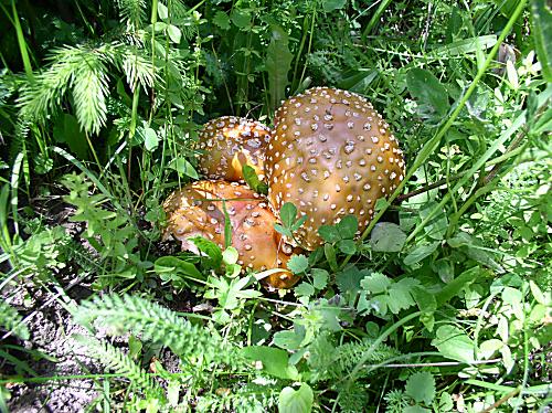 muchotrávka kráľovská Amanita regalis (Fr.) Michael