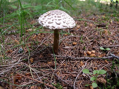 bedľa hustošupinatá Leucoagaricus nympharum (Kalchbr.) Bon