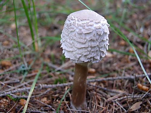 bedľa hustošupinatá Leucoagaricus nympharum (Kalchbr.) Bon