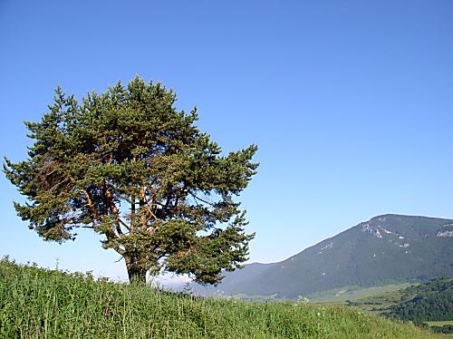 borovica