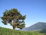borovica