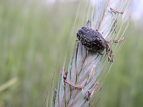 oxythyrea funesta Cetoninae