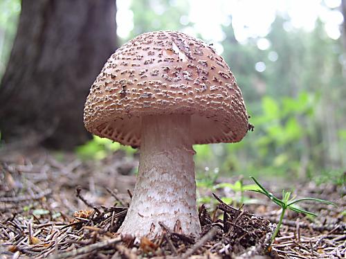 muchotrávka červenkastá Amanita rubescens Pers.