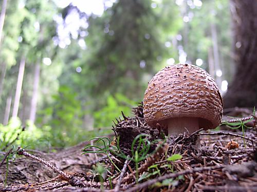 muchotrávka červenkastá Amanita rubescens Pers.