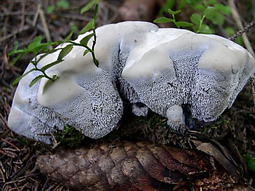 jelenkovka modrastá Hydnellum caeruleum (Hornem.) P. Karst.