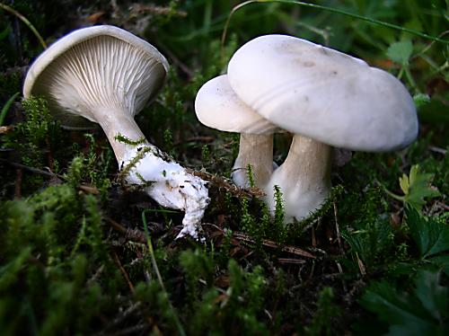 machovka obyčajná Clitopilus prunulus (Scop.) P. Kumm.