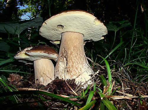 hríb sosnový Boletus pinophilus Pil. et Dermek in Pil.