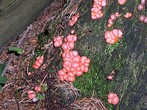 vlčinka červená Lycogala epidendrum (J.C. Buxb. ex L.) Fr.