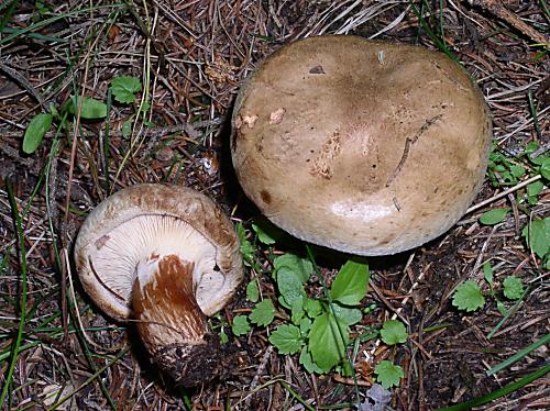 čechračka podvinutá Paxillus involutus (Batsch) Fr.