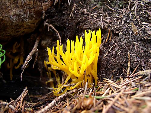 parôžkovec lepkavý Calocera viscosa (Pers.) Fr.