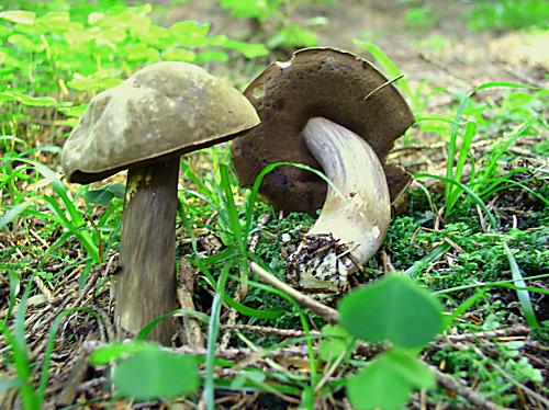 tmavohríb obyčajný Porphyrellus porphyrosporus (Fr. & Hök) E.-J. Gilbert