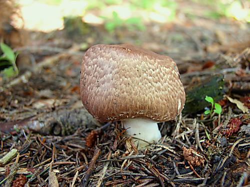 pečiarka Agaricus sp.