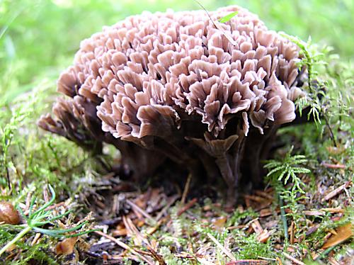 plesňovka smradľavá Thelephora palmata (Scop.) Fr.