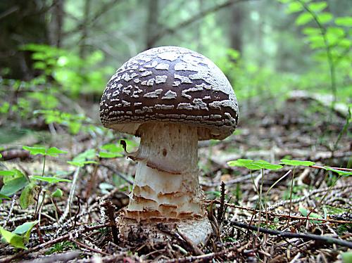muchotrávka hrubá Amanita excelsa (Fr.) Bertill.