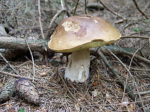 hríb smrekový Boletus edulis Bull.