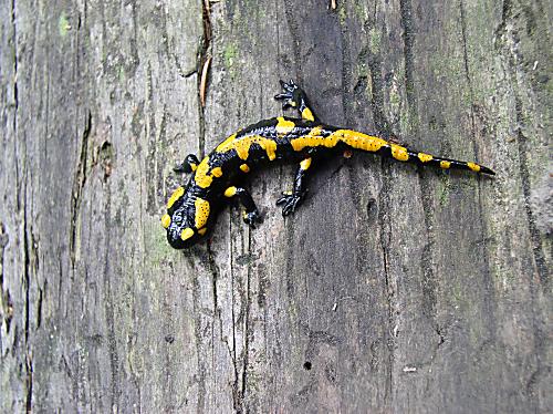 salamandra škvrnitá