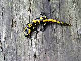 salamandra škvrnitá
