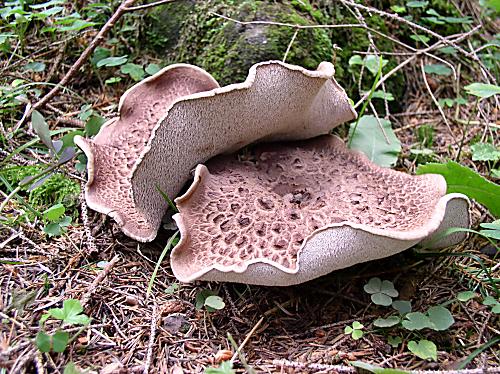 jelenkovec škridlicovitý Sarcodon imbricatus (L.) P. Karst.