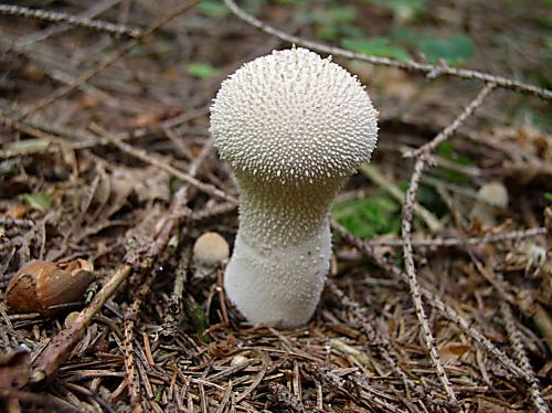 prášnica bradavičkatá Lycoperdon perlatum Pers.