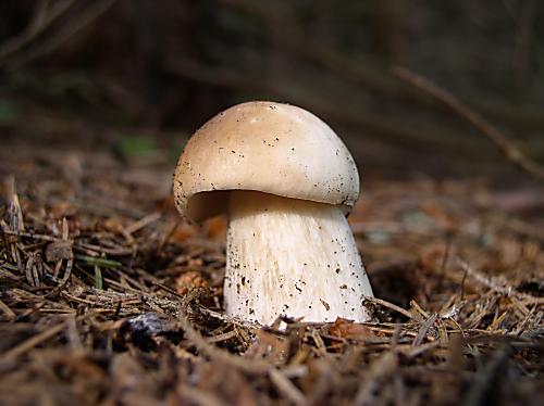 hríb smrekový Boletus edulis Bull.