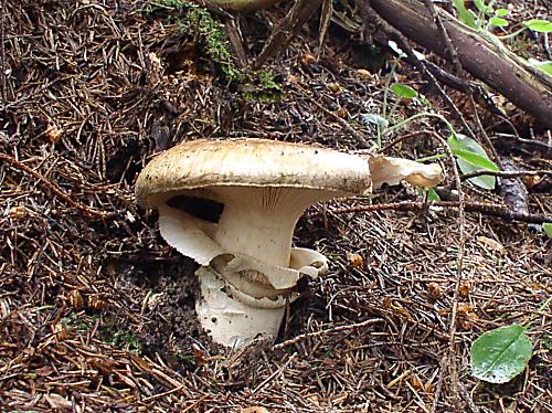 náramkovka cisárska Catathelasma imperiale (P. Karst.) Singer